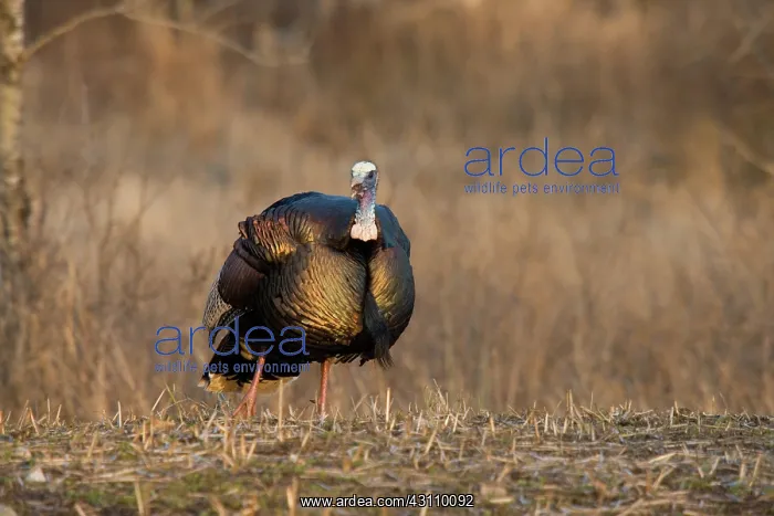 : Male Eastern Wild Turkey : Male Eastern Wild Turkey