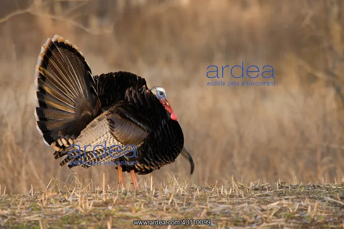 : Male Eastern Wild Turkey : Male Eastern Wild Turkey