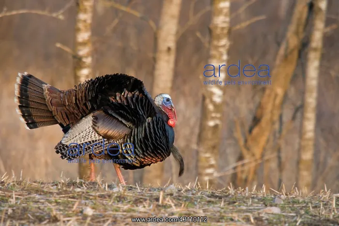 : Male Eastern Wild Turkey : Male Eastern Wild Turkey