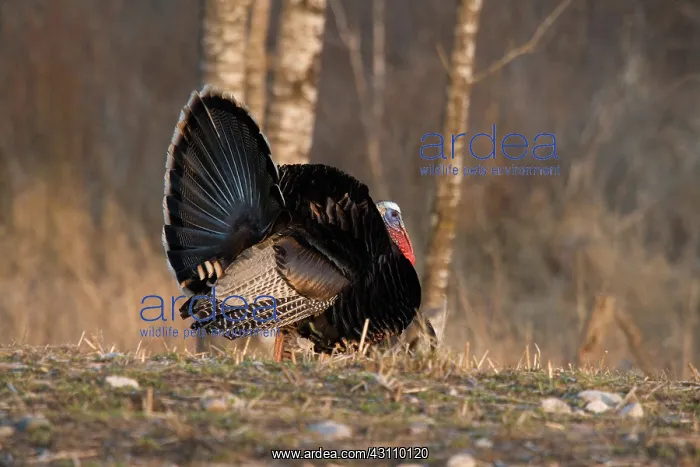 : Male Eastern Wild Turkey : Male Eastern Wild Turkey