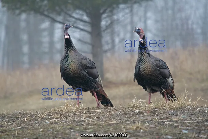 : Male Eastern Wild Turkeys : Male Eastern Wild Turkeys