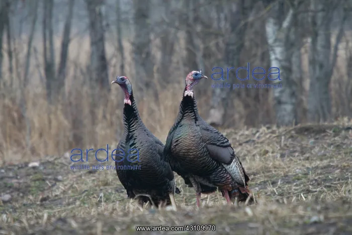 : Male Eastern Wild Turkeys : Male Eastern Wild Turkeys