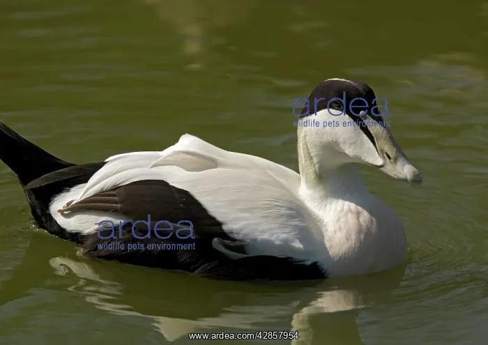 : Male Eider duck, swimming : Male Eider duck, swimming