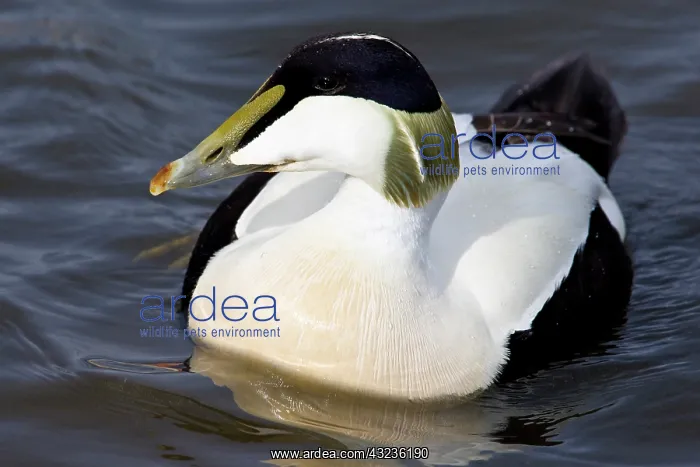 : Male Eider duck swims in a city pond in : Male Eider duck swims in a city pond in