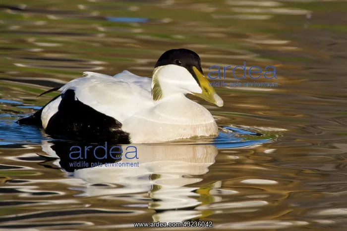 : Male Eider in pond near Snaefellsness, Iceland : Male Eider in pond near Snaefellsness, Iceland
