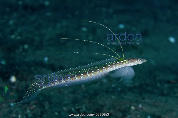 : Male Elegant Sand-Diver : Male Elegant Sand-Diver