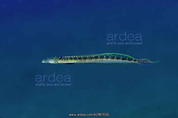 : Male Elegant Sand-Diver - Bulakan Slope dive site : Male Elegant Sand-Diver - Bulakan Slope dive site