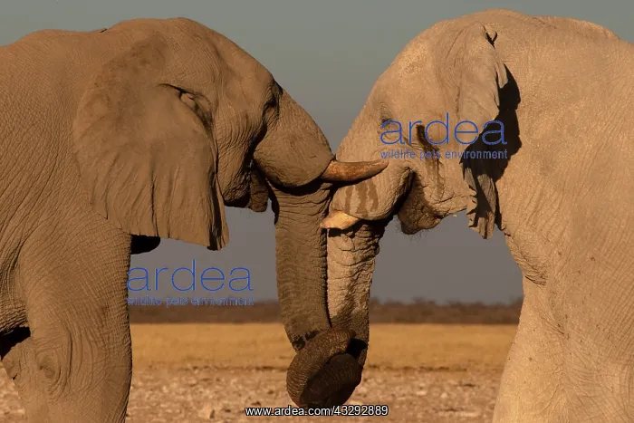 : Male elephants like to play measuring their strength : Male elephants like to play measuring their strength