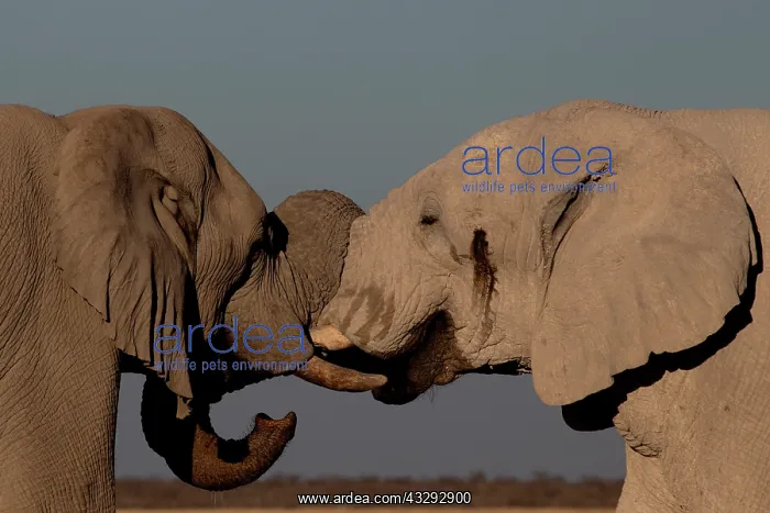 : Male elephants like to play measuring their strength : Male elephants like to play measuring their strength