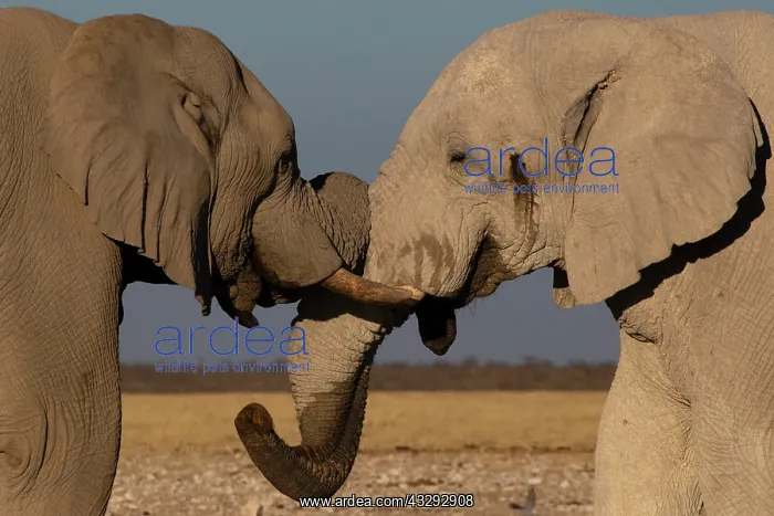 : Male elephants like to play measuring their strength : Male elephants like to play measuring their strength