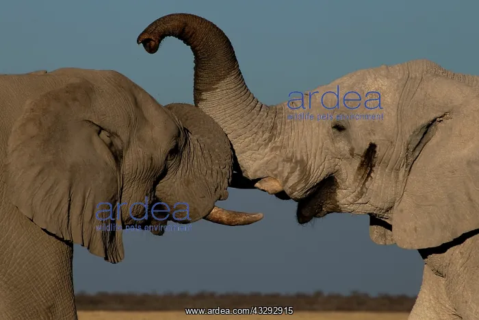 : Male elephants like to play measuring their strength : Male elephants like to play measuring their strength