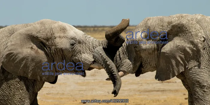 : Male elephants like to play measuring their strength : Male elephants like to play measuring their strength