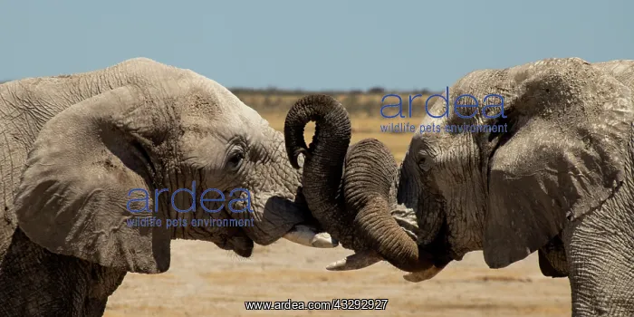 : Male elephants like to play measuring their strength : Male elephants like to play measuring their strength