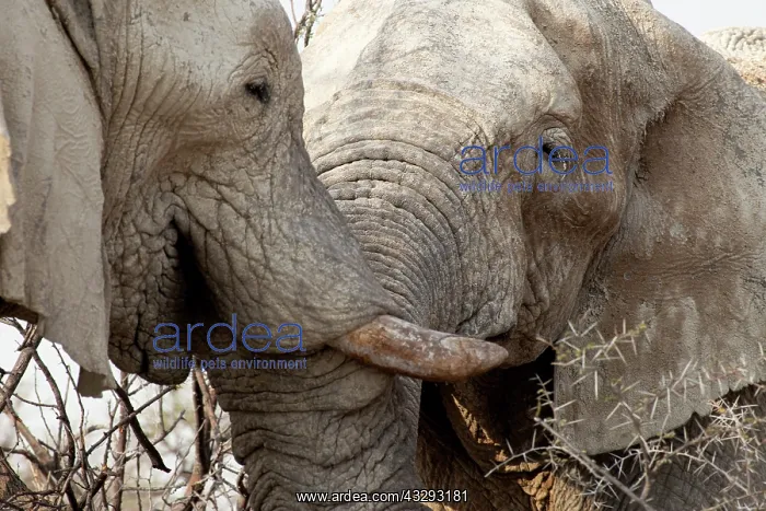 : Male elephants like to play measuring their strength : Male elephants like to play measuring their strength