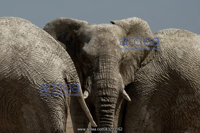 : Male elephants at a waterhole in Ethosha Namibia : Male elephants at a waterhole in Ethosha Namibia