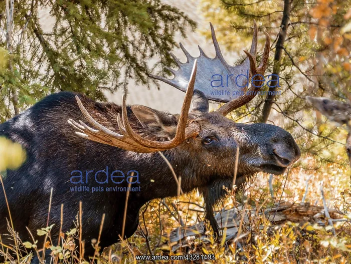 : Male Elk (Alces alces) stands in dense bushes in : Male Elk (Alces alces) stands in dense bushes in