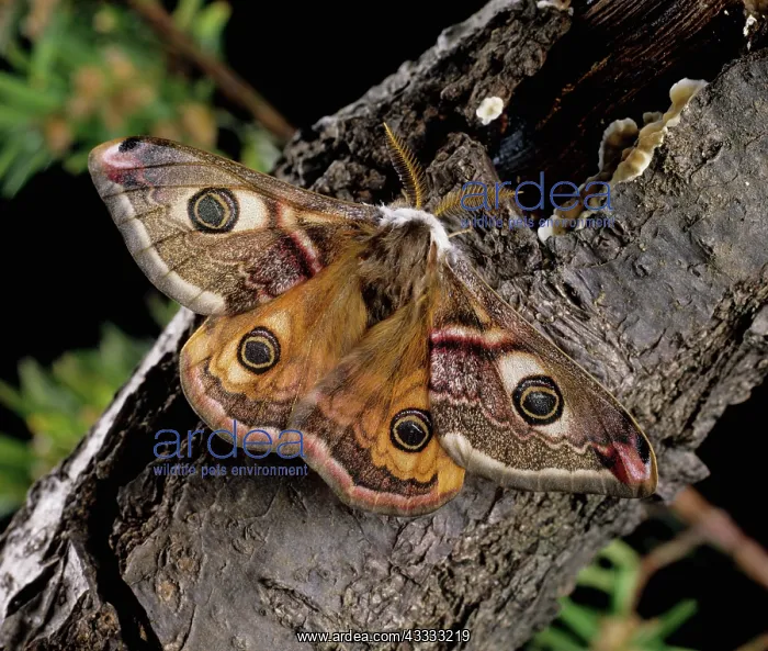 : Male emperor moth : Male emperor moth