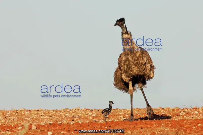 : Emu. A male Emu father (Dromaius novaehollandiae) staying close to protect his chick : Emu. A male Emu father (Dromaius novaehollandiae) staying close to protect his chick