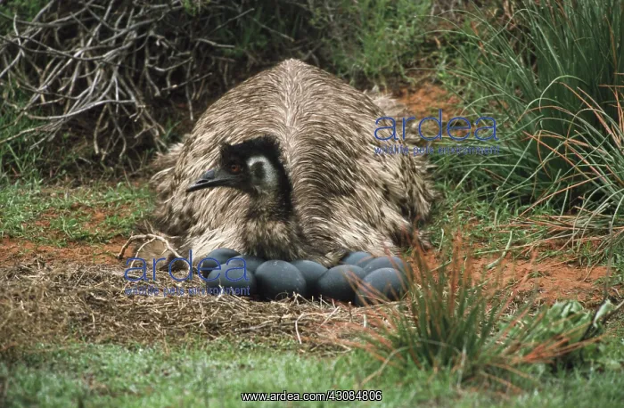 : Male Emu at Nest : Male Emu at Nest