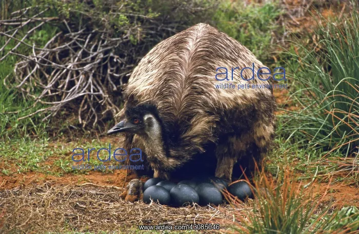 : Male Emu at Nest : Male Emu at Nest