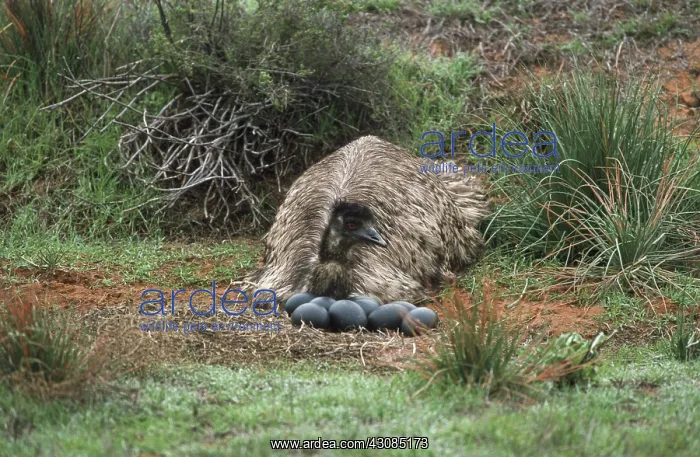 : Male Emu at Nest : Male Emu at Nest