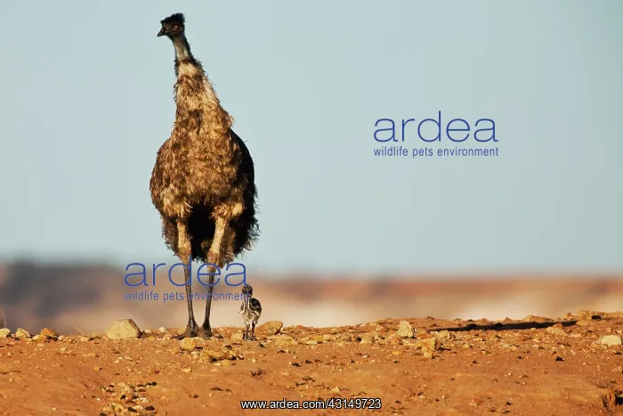 : Emu. A male emu and his only remaining chick : Emu. A male emu and his only remaining chick