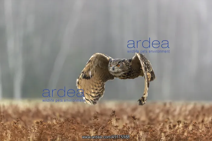 : One male Eurasian Eagle Owl, Bubo bubo : One male Eurasian Eagle Owl, Bubo bubo