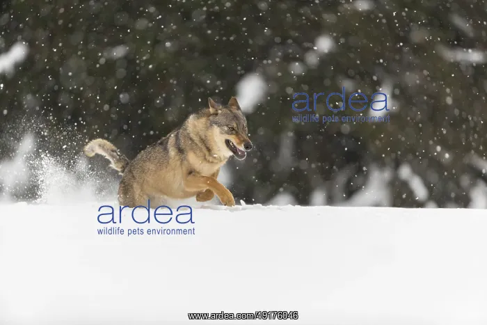 : One male eurasian gray wolf (Canis lupus lupus) running thru deep snow during snow fall : One male eurasian gray wolf (Canis lupus lupus) running thru deep snow during snow fall