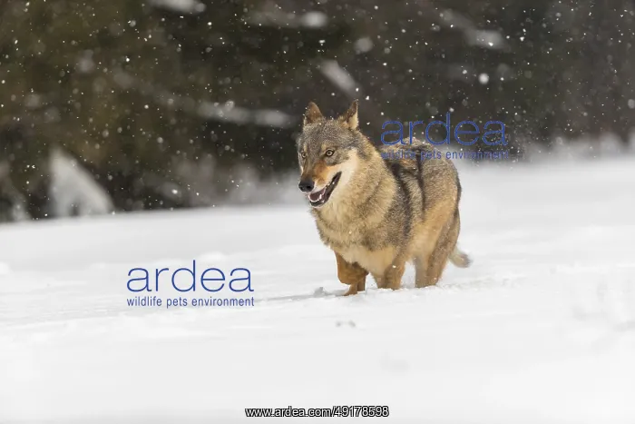 : One male eurasian gray wolf (Canis lupus lupus) walking thru deep snow during snow fall : One male eurasian gray wolf (Canis lupus lupus) walking thru deep snow during snow fall