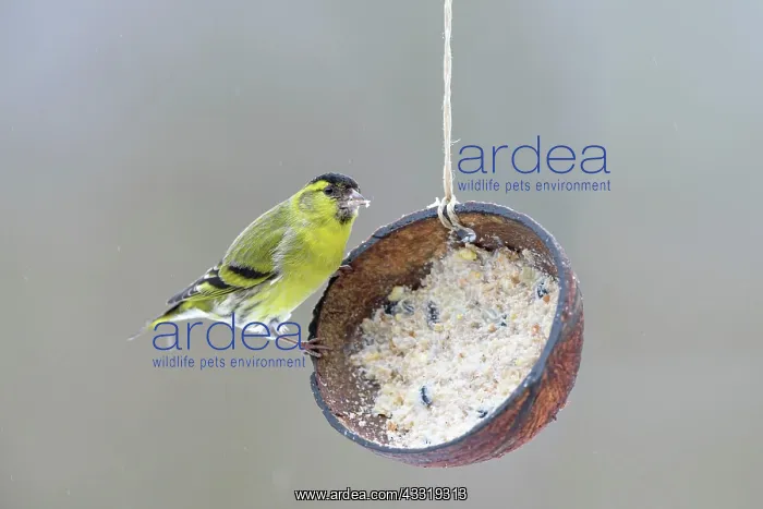 : Male Eurasian siskin (Spinus spinus) at feeding : Male Eurasian siskin (Spinus spinus) at feeding