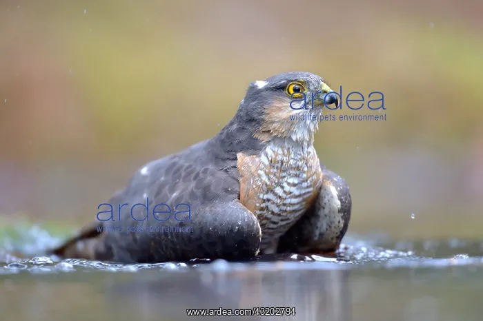 : Male Eurasian Sparrowhawk (Accipiter nisus) bat : Male Eurasian Sparrowhawk (Accipiter nisus) bat