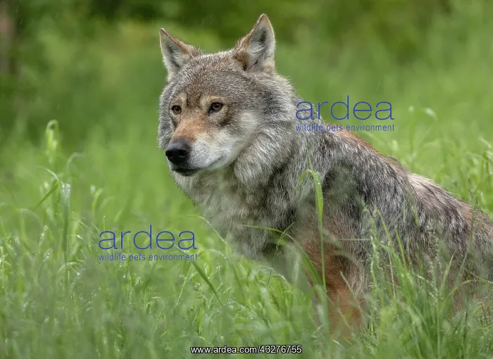 : Male Eurasian wolf, Canis lupus lupus, in its large : Male Eurasian wolf, Canis lupus lupus, in its large