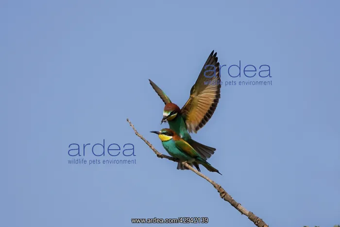 : Male European beeater offering female a bee : Male European beeater offering female a bee