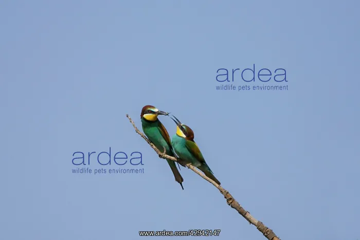 : Male European beeater offering female a bee : Male European beeater offering female a bee
