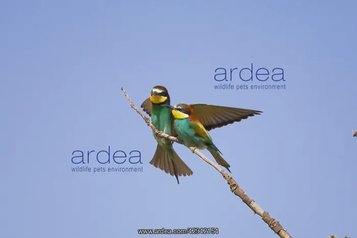 : Male European beeater offering female a bee