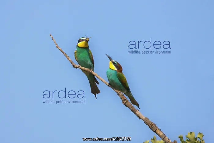  : Male European beeater offering female a bee