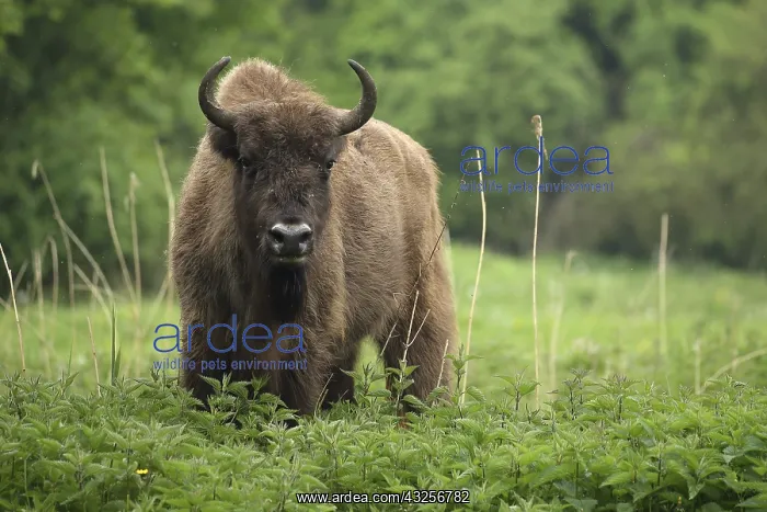 : A male European Bison (Bison bonasus) standing : A male European Bison (Bison bonasus) standing