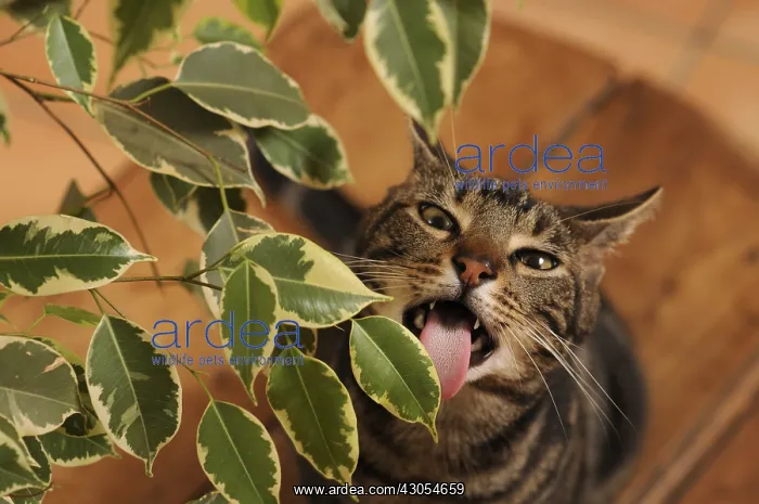 : Male European brown tabby cat eating Ficus leaves France : Male European brown tabby cat eating Ficus leaves France