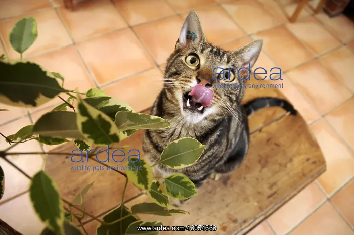 : Male European brown tabby cat eating Ficus leaves France : Male European brown tabby cat eating Ficus leaves France