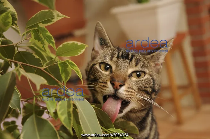 : Male European brown tabby cat eating a green plant : Male European brown tabby cat eating a green plant