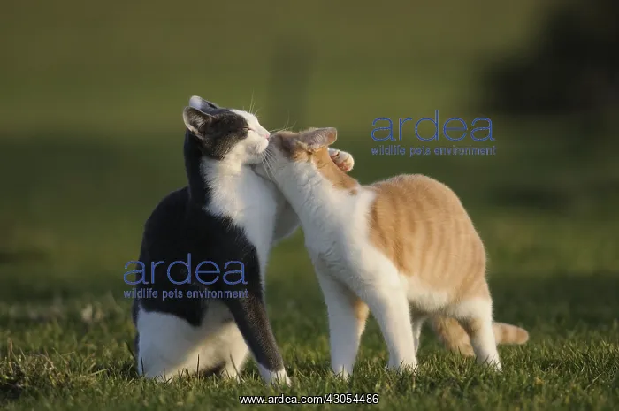 : Male European cats licking each other in a garden France : Male European cats licking each other in a garden France