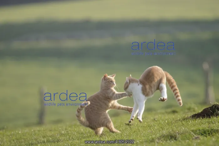 : Male European cats playing in a garden France : Male European cats playing in a garden France