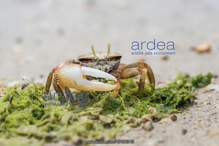 : Male European fiddler crab, Marismas de Sancti Petri : Male European fiddler crab, Marismas de Sancti Petri