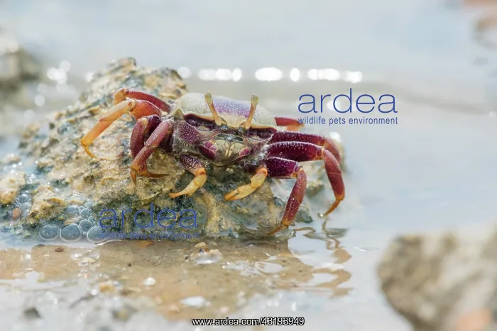 : Male European fiddler crab, Marismas de Sancti Petri : Male European fiddler crab, Marismas de Sancti Petri
