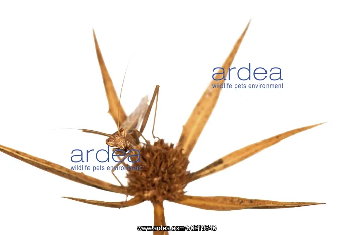 : Male of european ground mantis (Ameles decolor) on the white background, Croatia : Male of european ground mantis (Ameles decolor) on the white background, Croatia