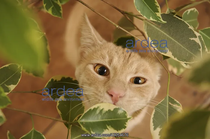  : Male European red tabby cat amidst Ficus leaves France