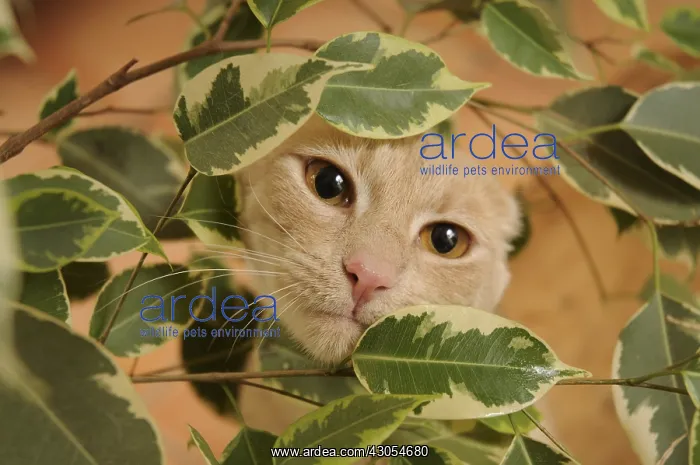 : Male European red tabby cat amidst Ficus leaves France : Male European red tabby cat amidst Ficus leaves France