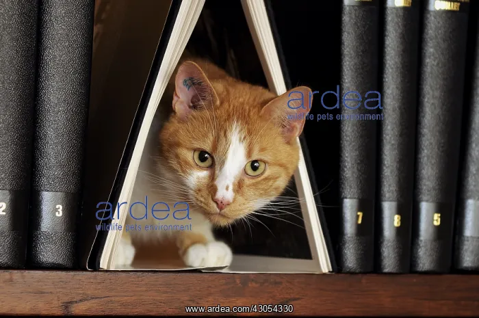 : Male European red tabby cat on a bookshell France : Male European red tabby cat on a bookshell France