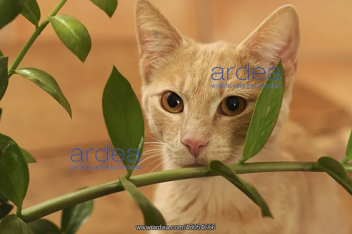 : Male European red tabby cat eating Ficus leaves France : Male European red tabby cat eating Ficus leaves France
