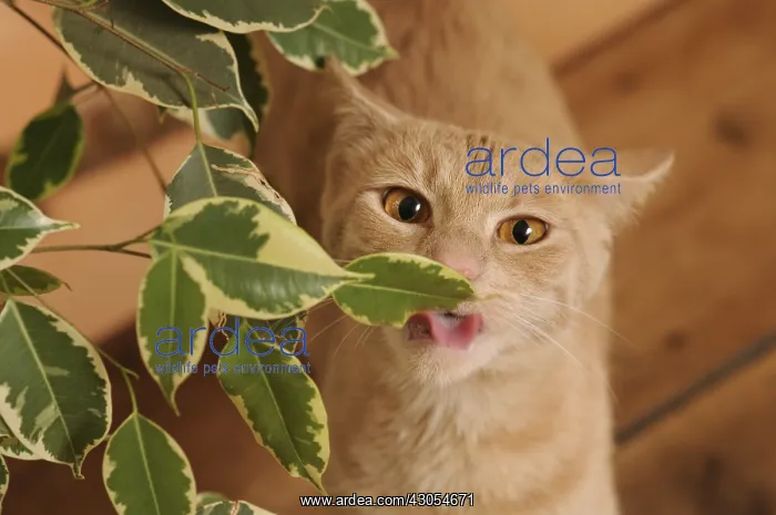 : Male European red tabby cat eating Ficus leaves France : Male European red tabby cat eating Ficus leaves France